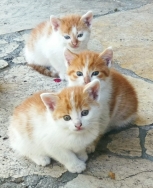 Kocurki oddam do adopcji